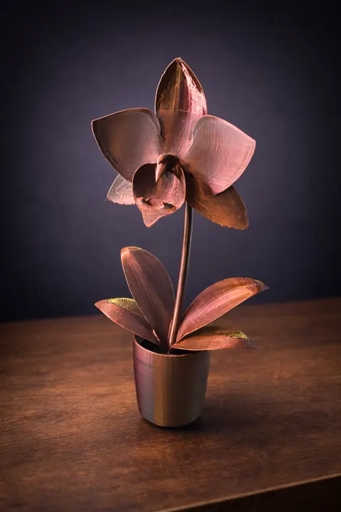 Orchidee